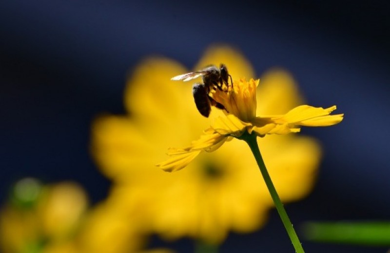Μια μέλισσα μπορεί σταματήσει την παγκόσμια εξάρτηση από τα πλαστικά;