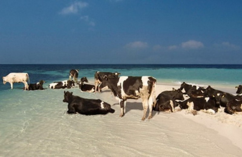 Σουηδία: Αγελάδες στις παραλίες γυμνιστών λόγω καύσωνα