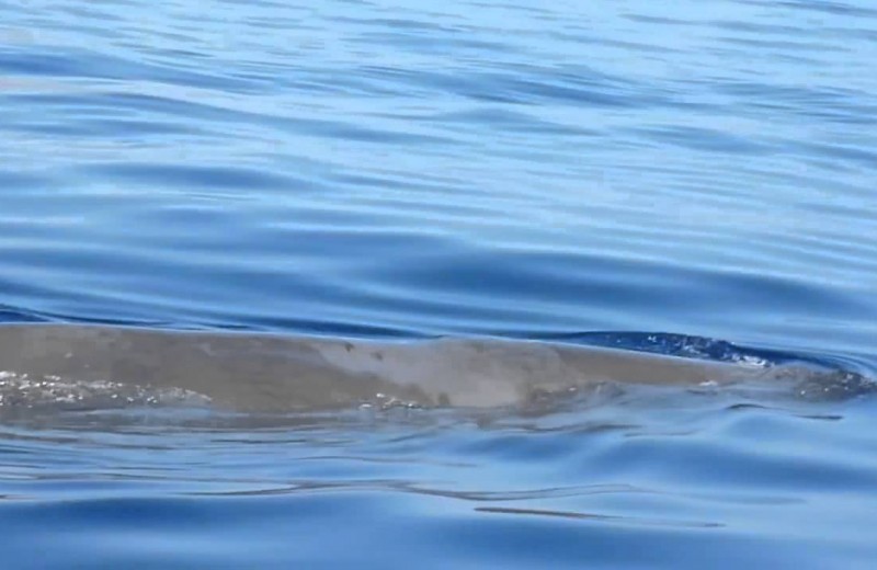 Φάλαινες στην νότια Κρήτη