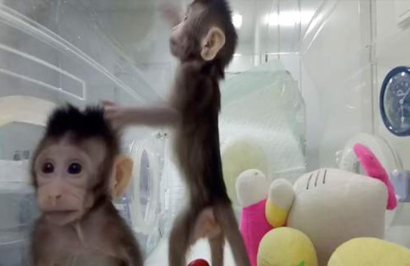  Κλωνοποίησαν, για πρώτη φορά, και μαϊμούδες(Βίντεο)