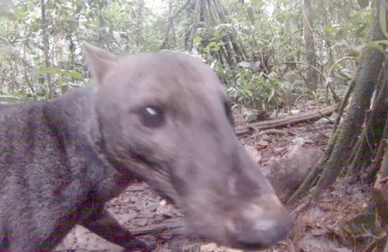 Σκύλος της ζούγκλας: Το πιο σπάνιο ζώο του κόσμου