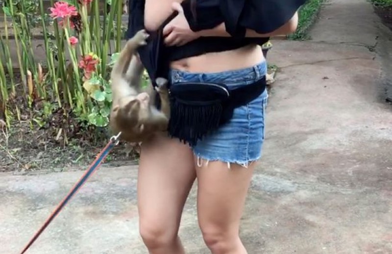 Ο πίθηκος τραβάει την μπλούζα της τουρίστριας εκθέτοντας το b00b της στις διακοπές της Ταϊλάνδης!!!!!!!