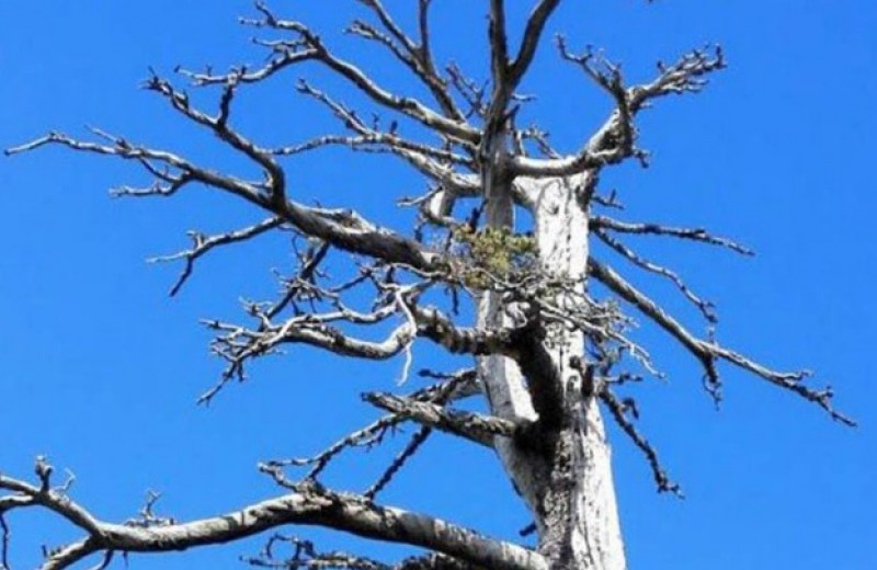 Στην Ιταλία το γηραιότερο επιβεβαιωμένο δέντρο στην Ευρώπη