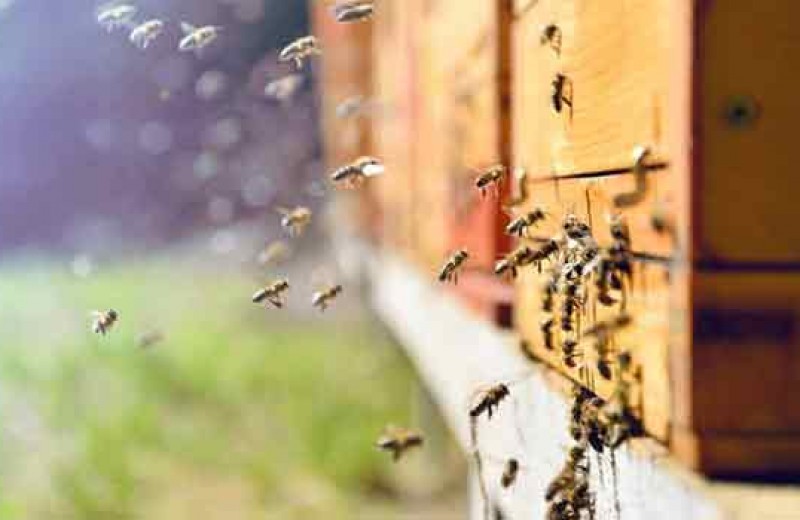 Οι μέλισσες δολοφόνοι που φτιάχτηκαν από ένα επιστημονικό πείραμα που πήγε στραβά
