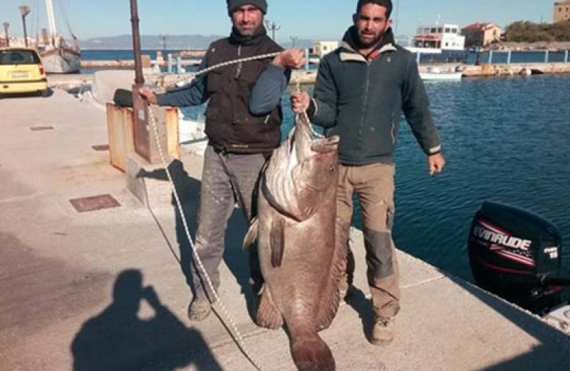 Σύρος: Ψάρεψαν σφυρίδα 63 κιλών! Η ψαριά της χρονιάς.