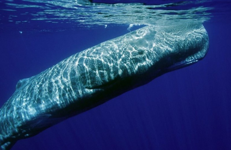 Πώς τα κρουαζιερόπλοια απειλούν με εξαφάνιση τις τελευταίες φάλαινες στην Ελλάδα