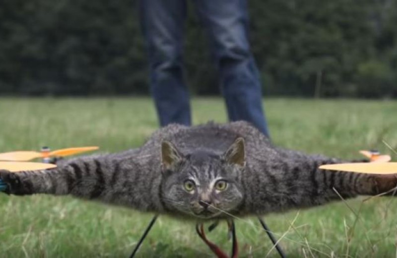 Μετέτρεψε τη νεκρή γάτα του σε drone(Bίντεο)